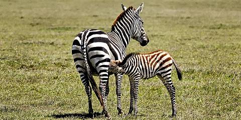 4-Day Arusha NP, Tarangire, Ngorongoro & Manyara Safari