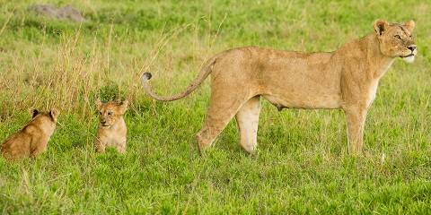 4-Day Serengeti & Ngorongoro, Fly-in from Zanzibar