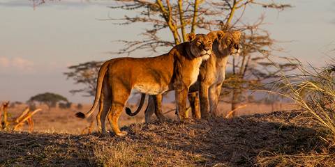 4-Day Safari in Serengeti, Ngorongoro and Tarangrire NP