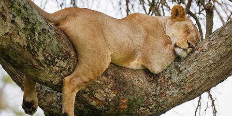 4-Day Zanzibar to Tarangire Serengeti Ngorongoro & More
