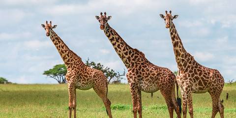 4-Day Private Midrange Safari Northern