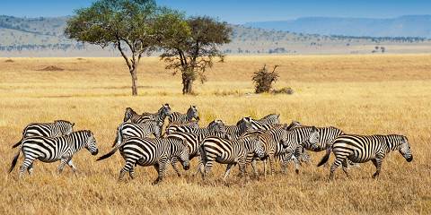5-Day Wildebeests Migration Viewing North Serengeti