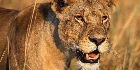 5-Day Budget-Private Serengeti, Ngorongoro, Tarangire