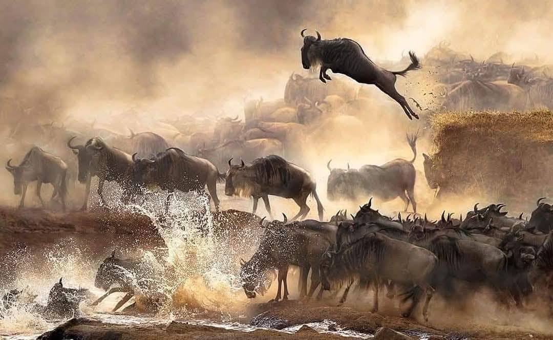 4-Day Tarangire, Ndutu, Ngorongoro Crater & Lake Eyasi