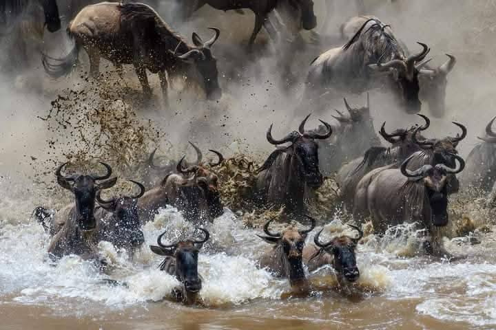 4-Day Private Safari Migration Spot Northern Serengeti