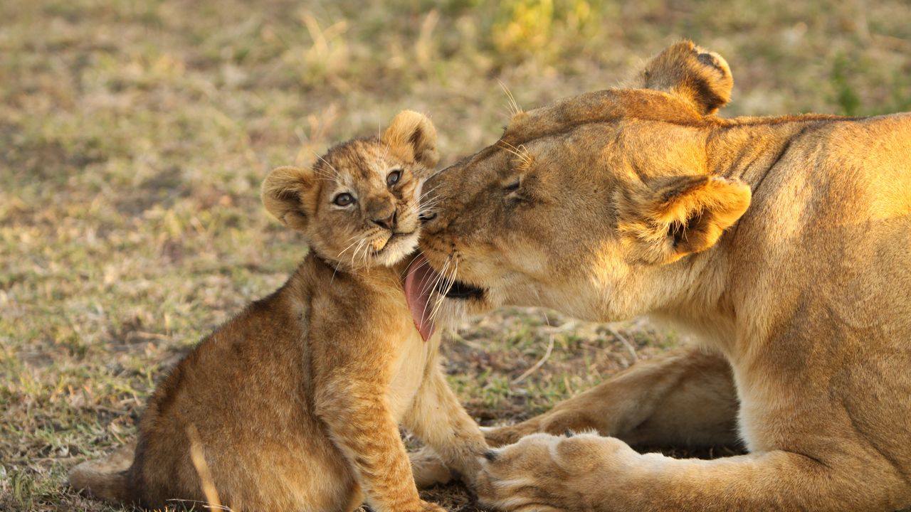 3-Day Luxury Safari Inside Nyerere NP (Selous)