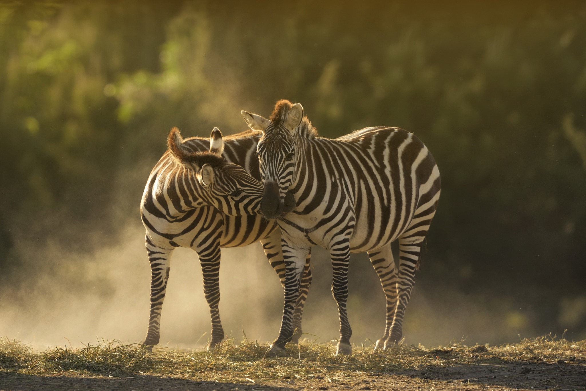 3-Day Tanzania Mid-Range Honeymooners Fly-in Safari