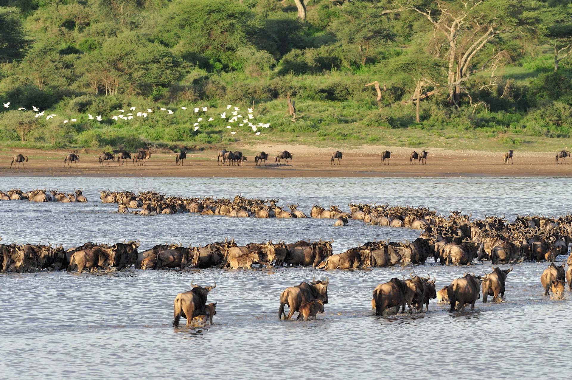 3-Day Wildebeest Migration from December to February