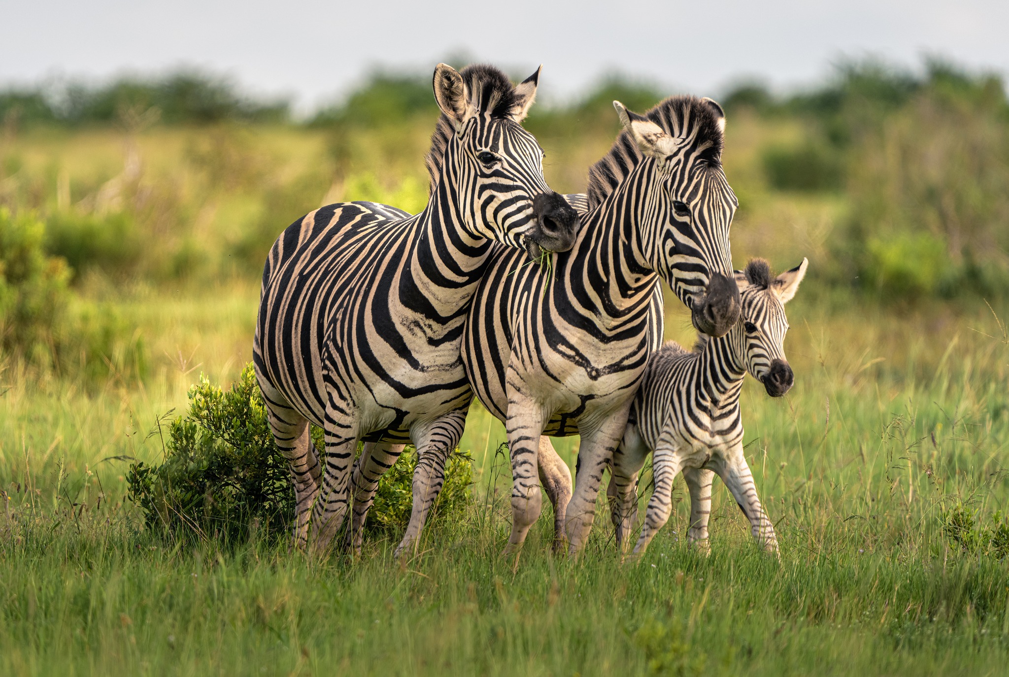 2-Day Tarangire Ngorongoro Crater Safari