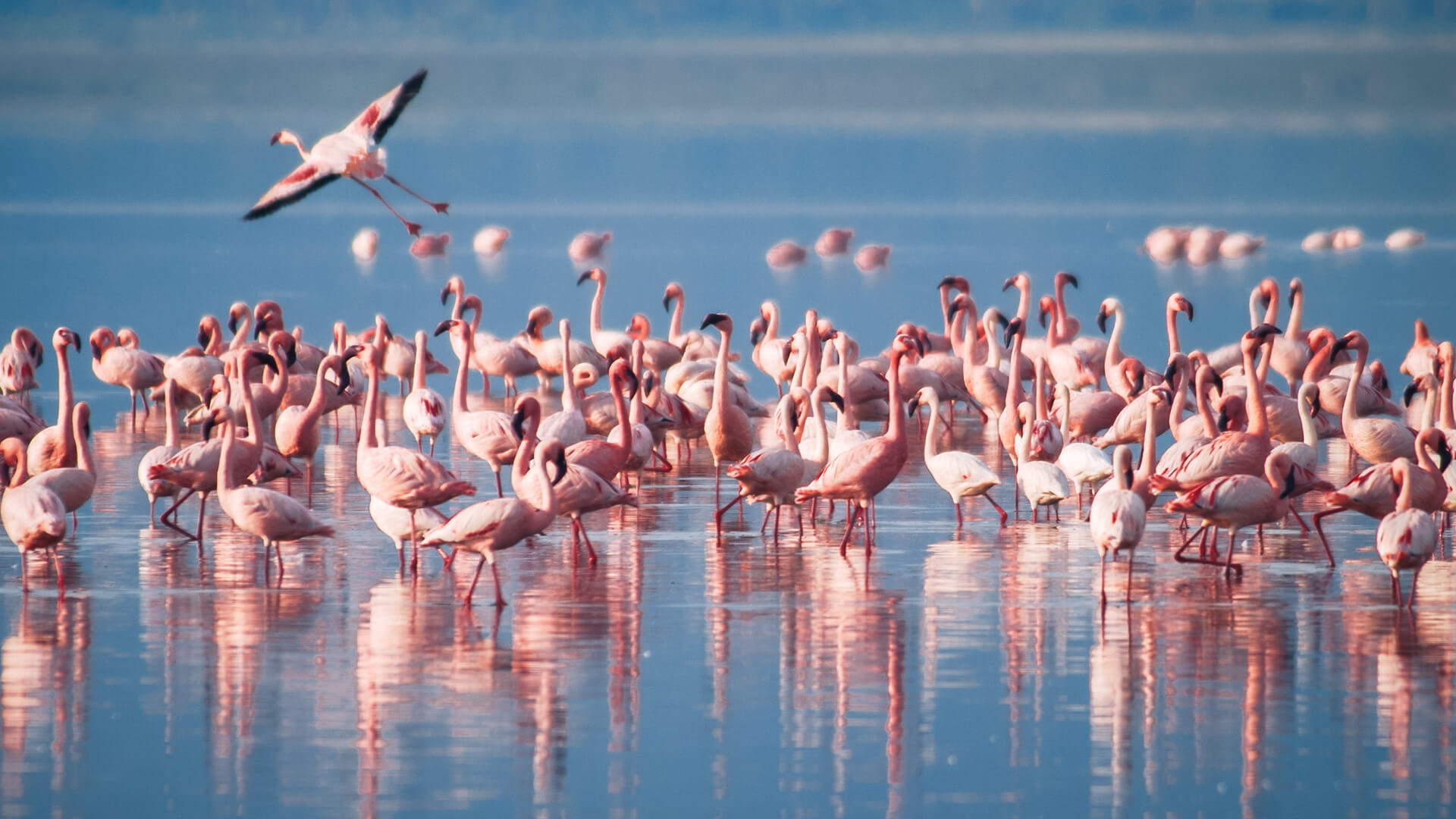 2-Day Tanzania Leisure Safari