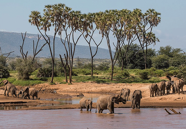 Samburu national reserve