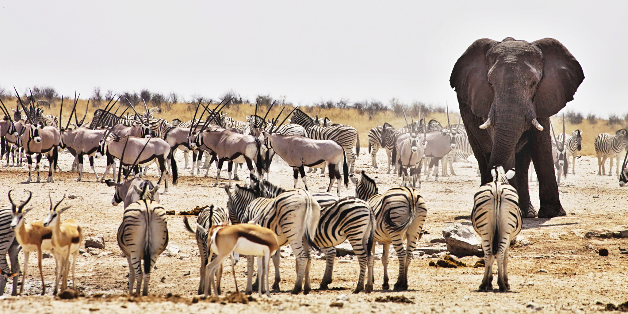 etosha national park