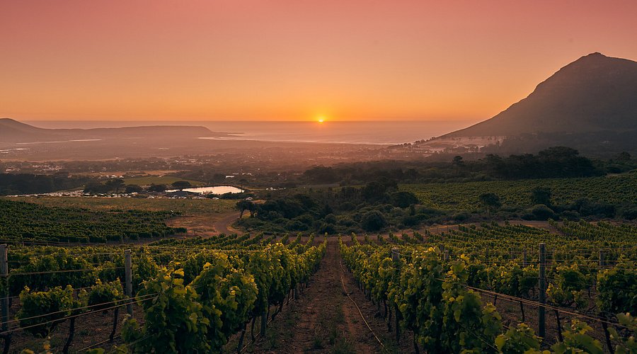 Cape town vineyards