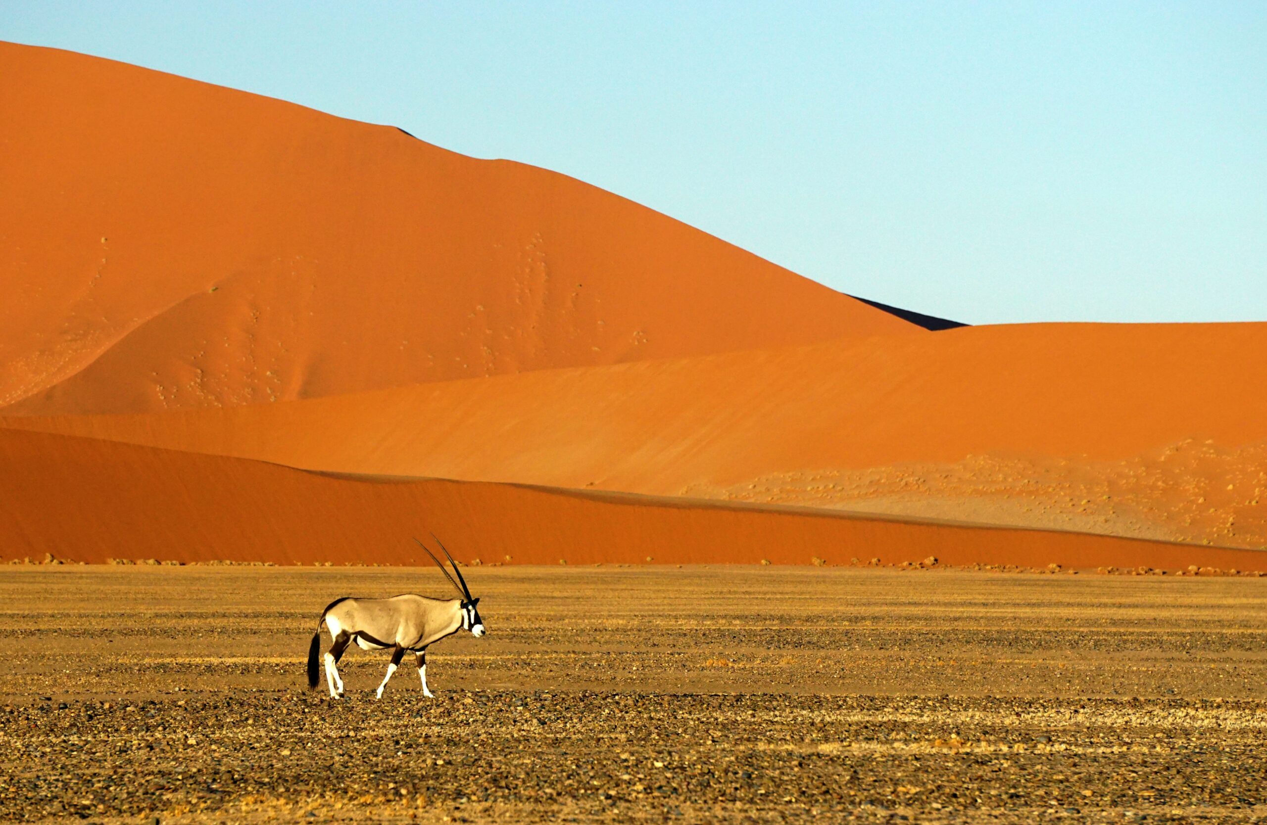 Kalahari dessert