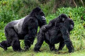 A Familly Of Gorillas In Rwanda