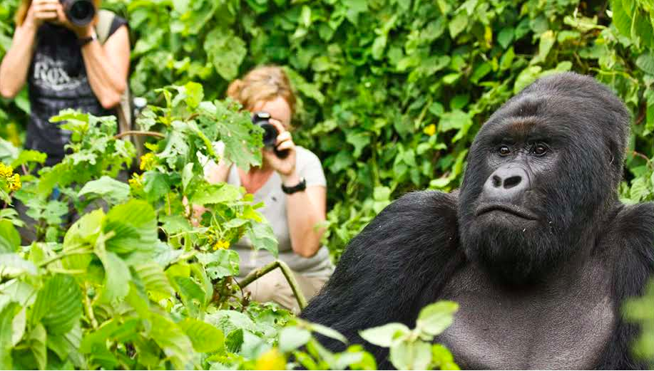 Gorilla Trekking in Rwanda