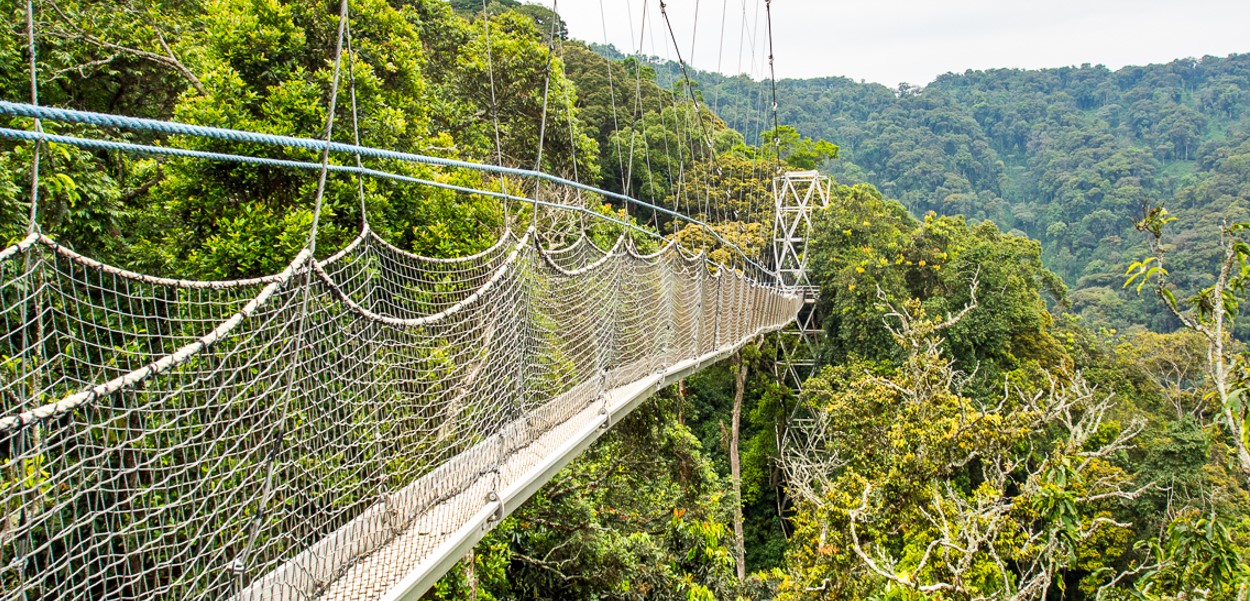 Canopy walk in Nyungwe NP