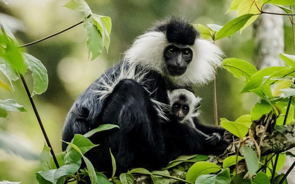 Wildlife in Nyungwe NP