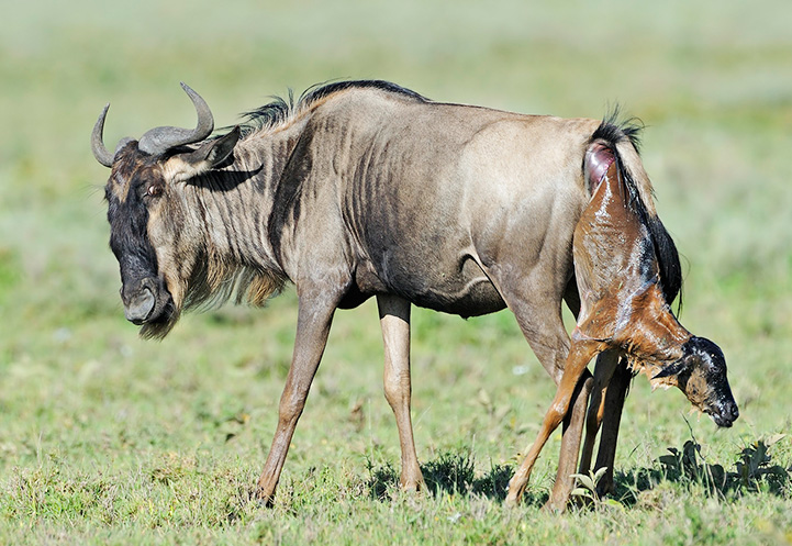 Calving Season in Serengeti