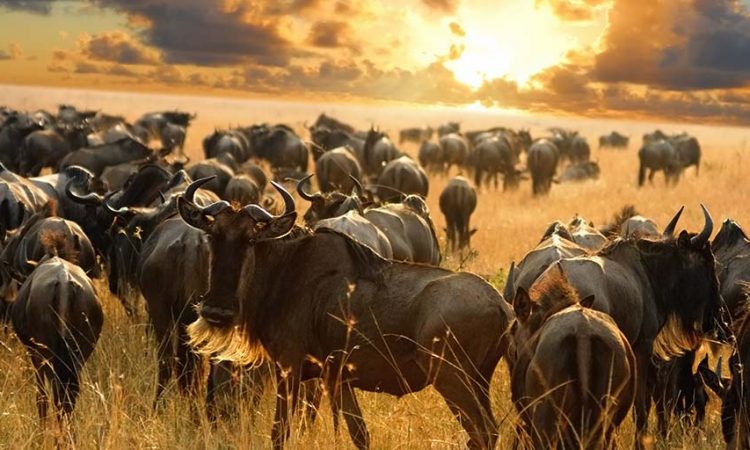 The Great MIgration Experience in Serengeti