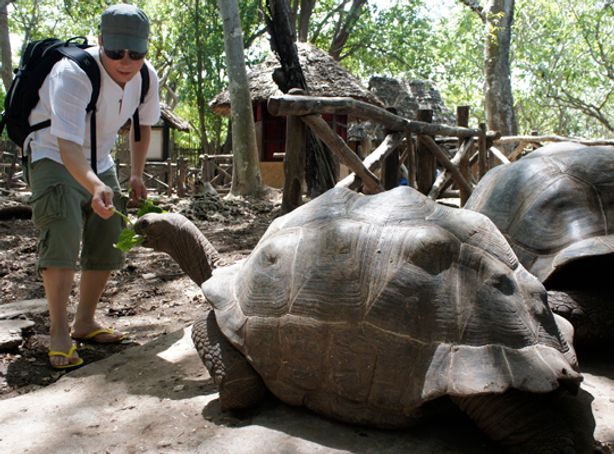 Giant Turtles of Zanzibar Prison Island