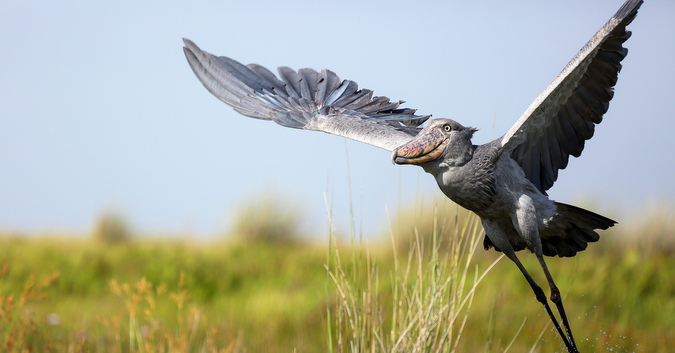 Shobill bird