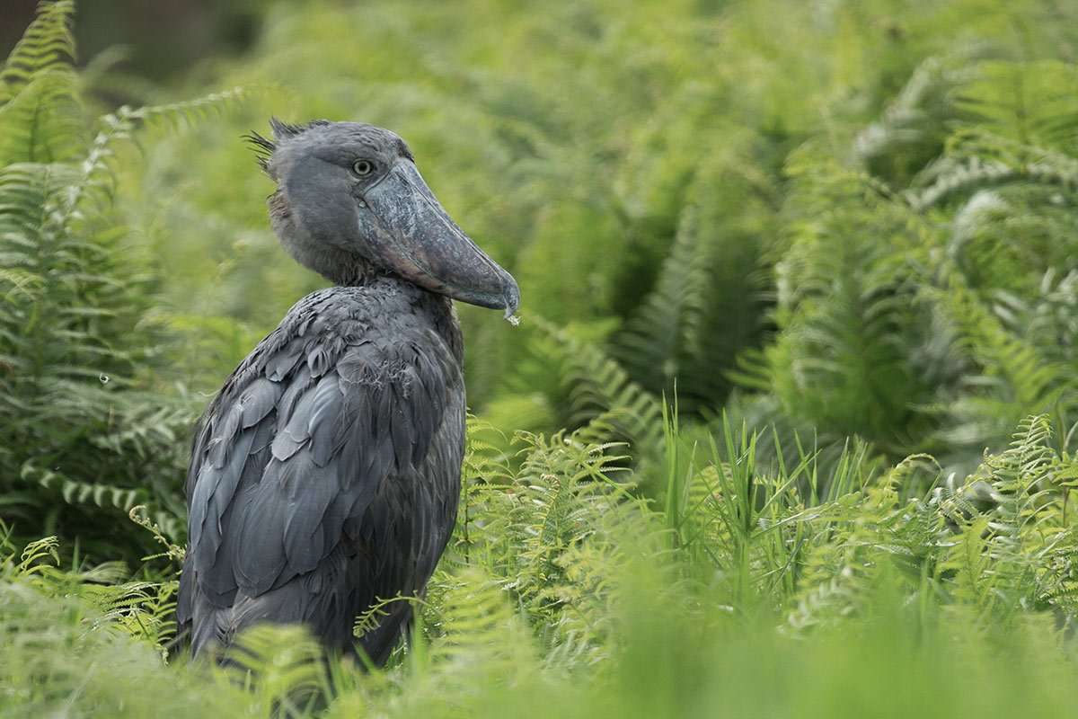 An adult shoebill bird