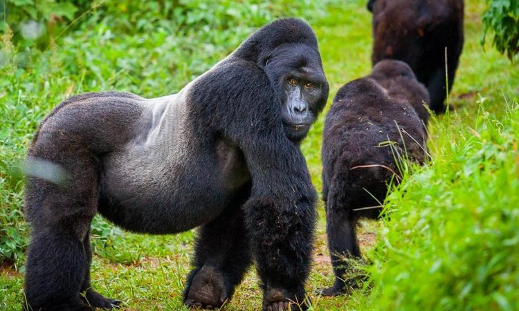 Gorilla Trekking in Volcanoes NP