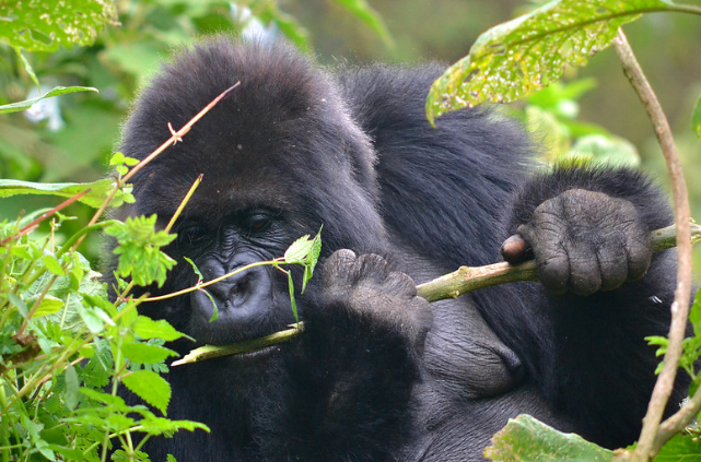 Mountain Gorillas in Volcanoes NP