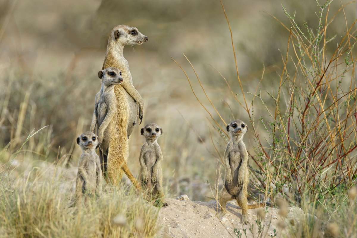 Wildlife in the Kalahari Dessert