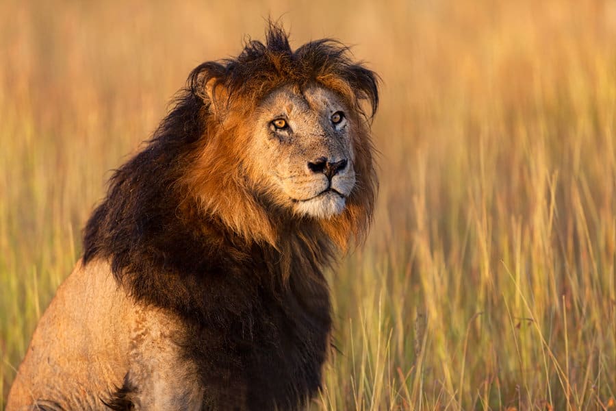Black Maned Lions of Kalahari Desert
