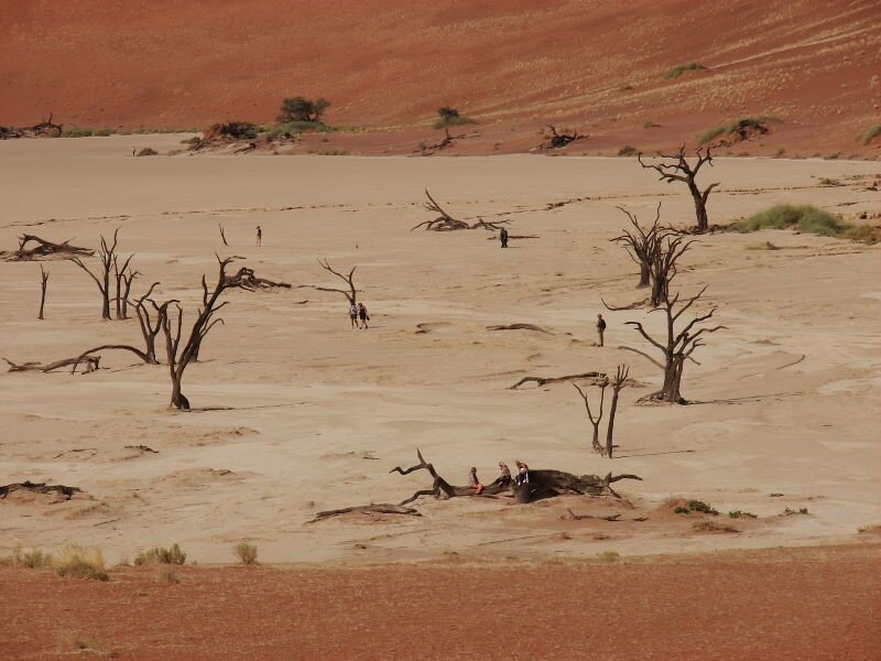 Plant species in Kalahari