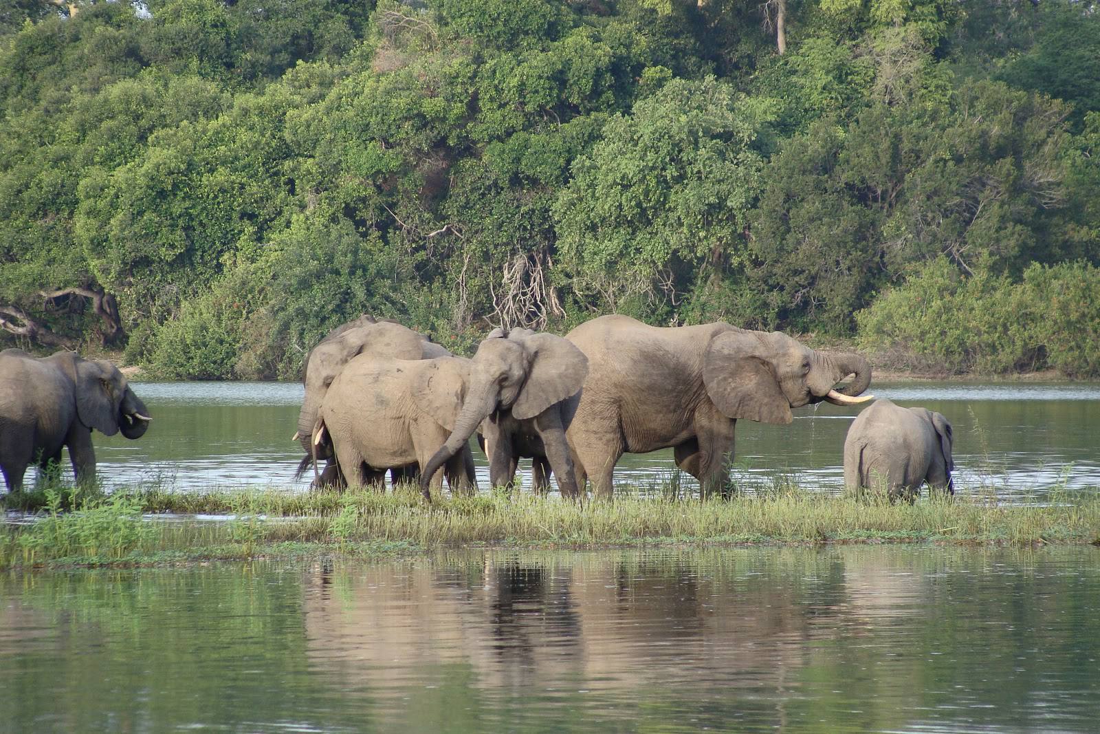 Safari in Nyerere National Park