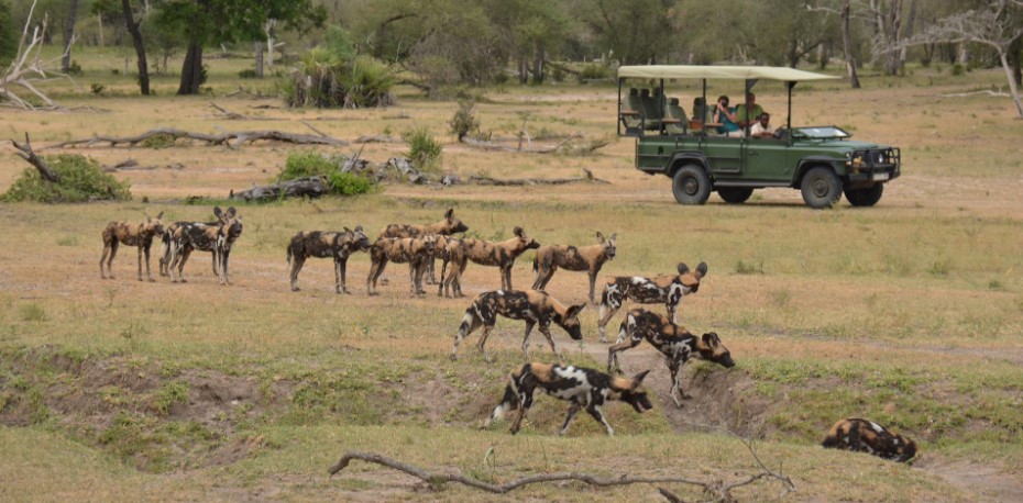 Wild Dogs in Nyerere National Park