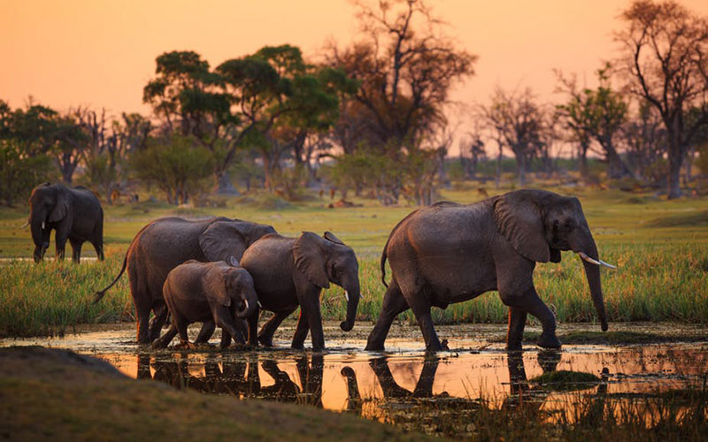 Elephant herds in Tarangire NP