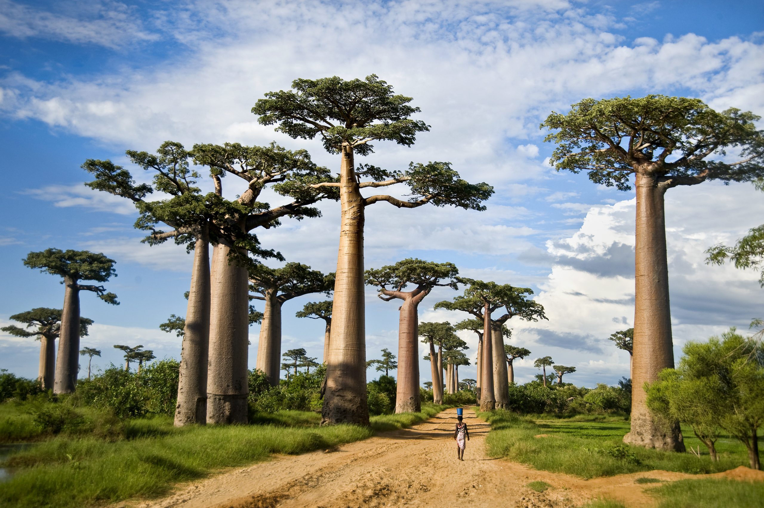 Vegetation inside Tarangire NP