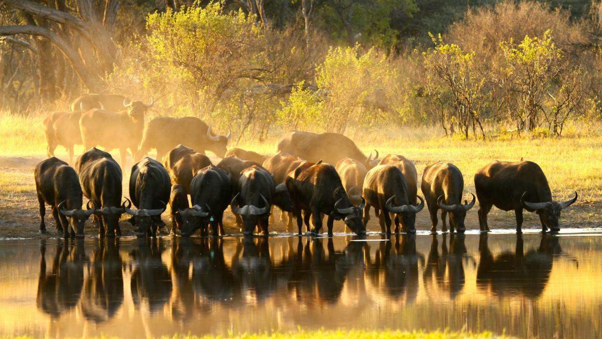 Lions with safari vehicle in background