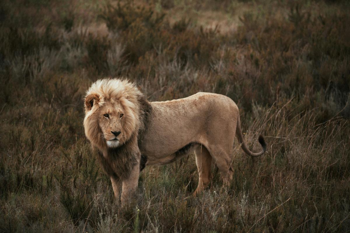 Lions in their natural habitat