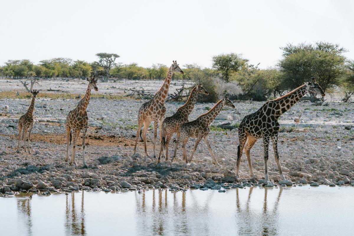 Lions in their natural habitat