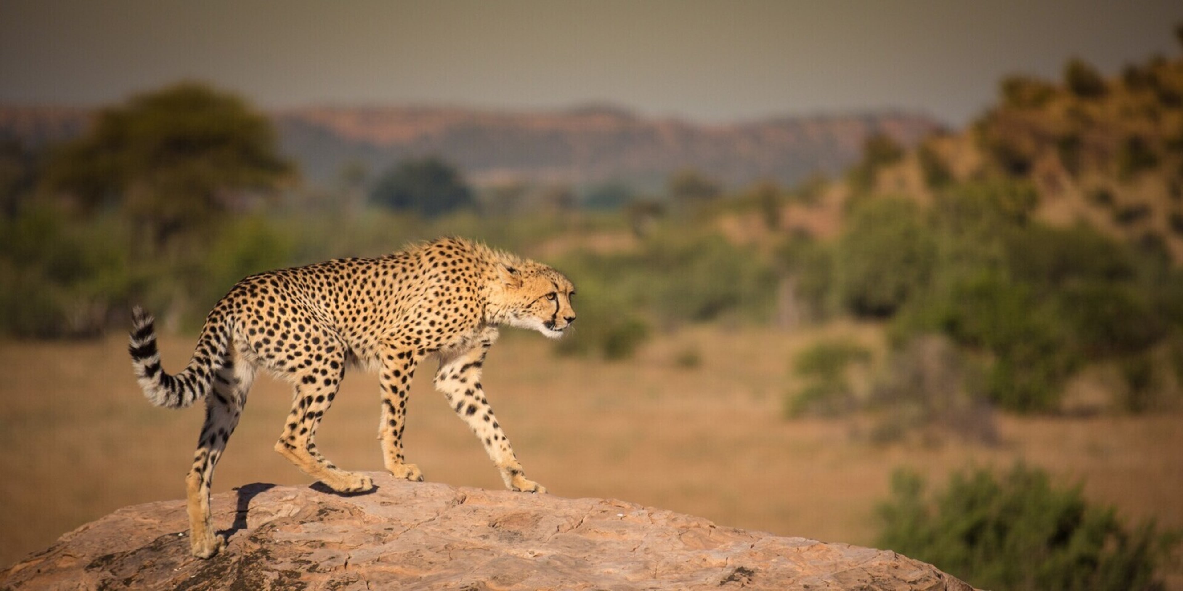 Southern Serengeti Calving Season
