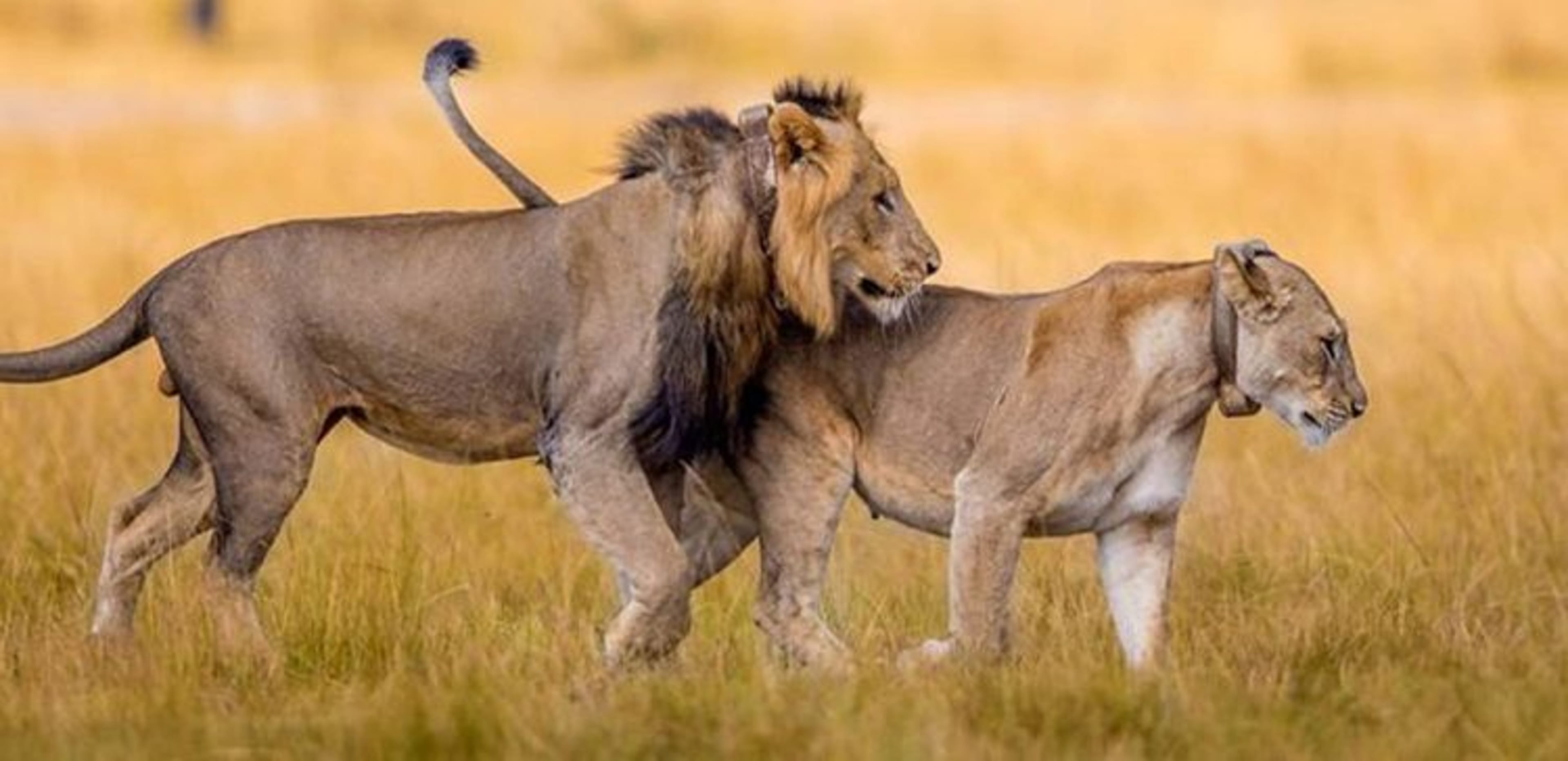 Akagera Safari Experience