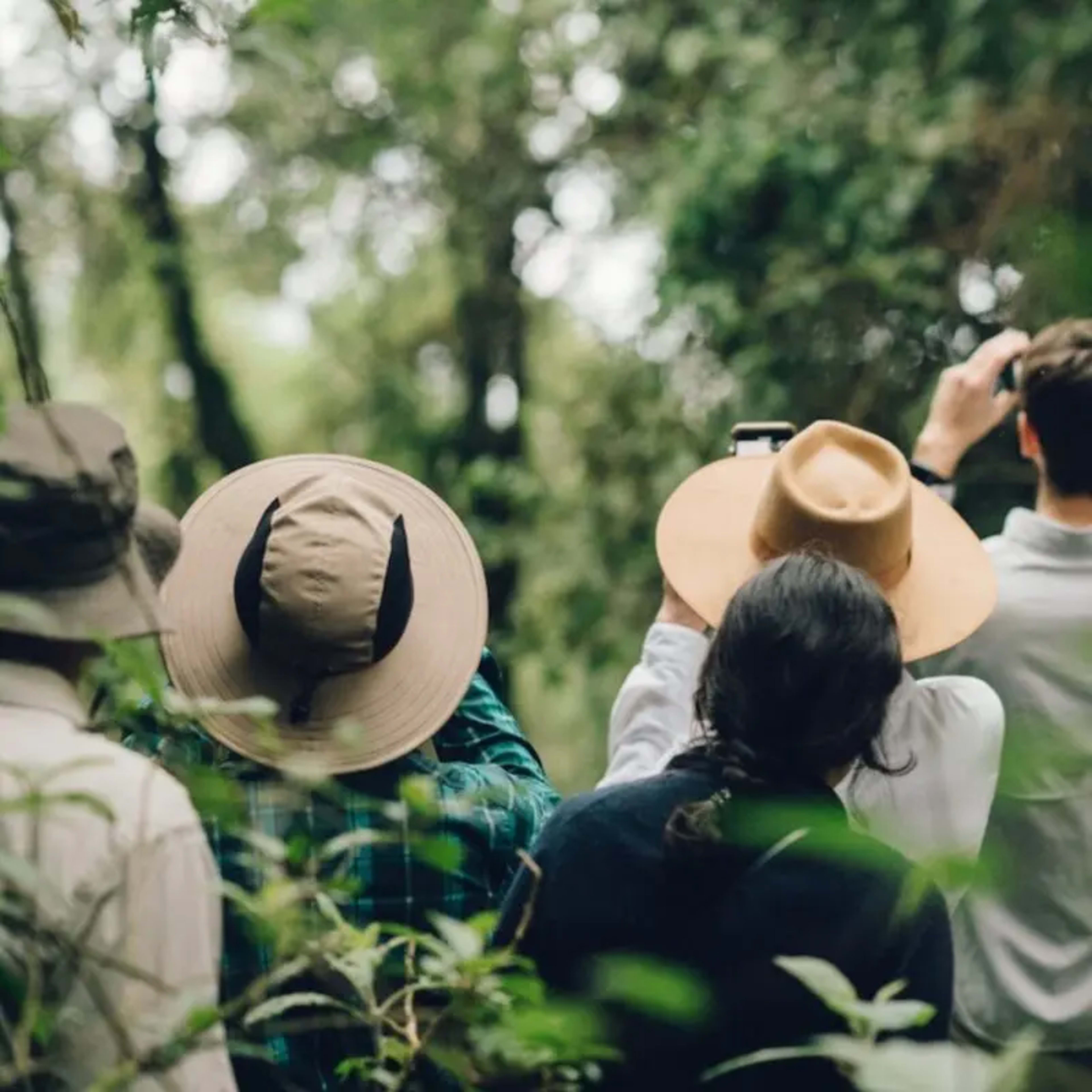 4-Day Safari & Chimps