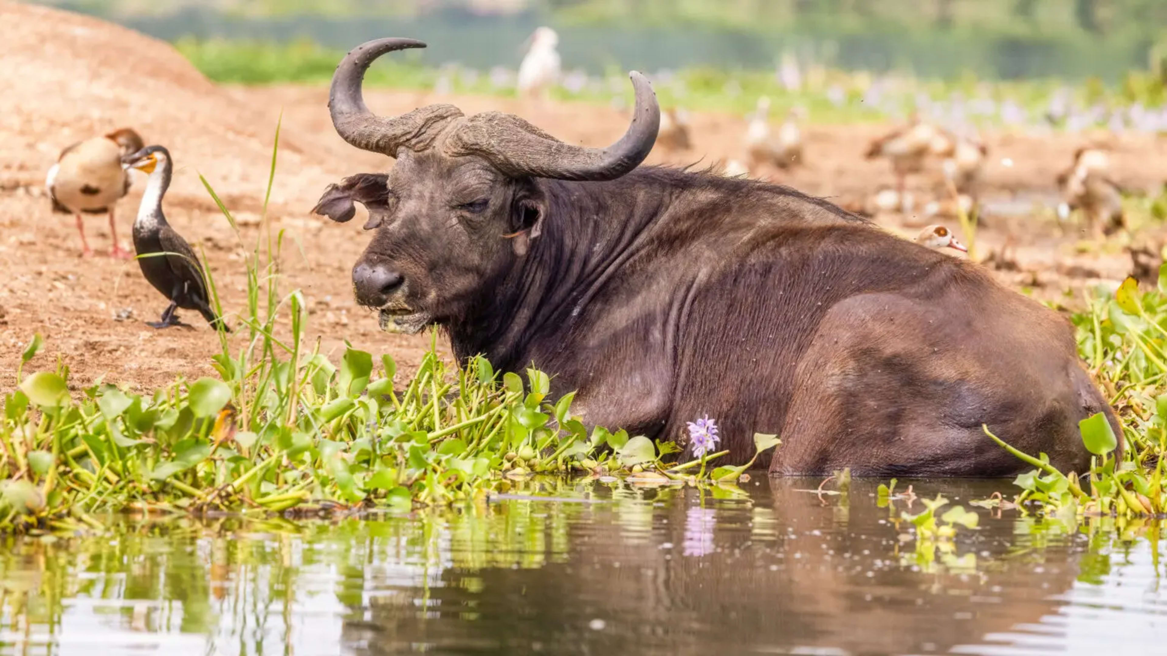 3-Day Queen Elizabeth Safari