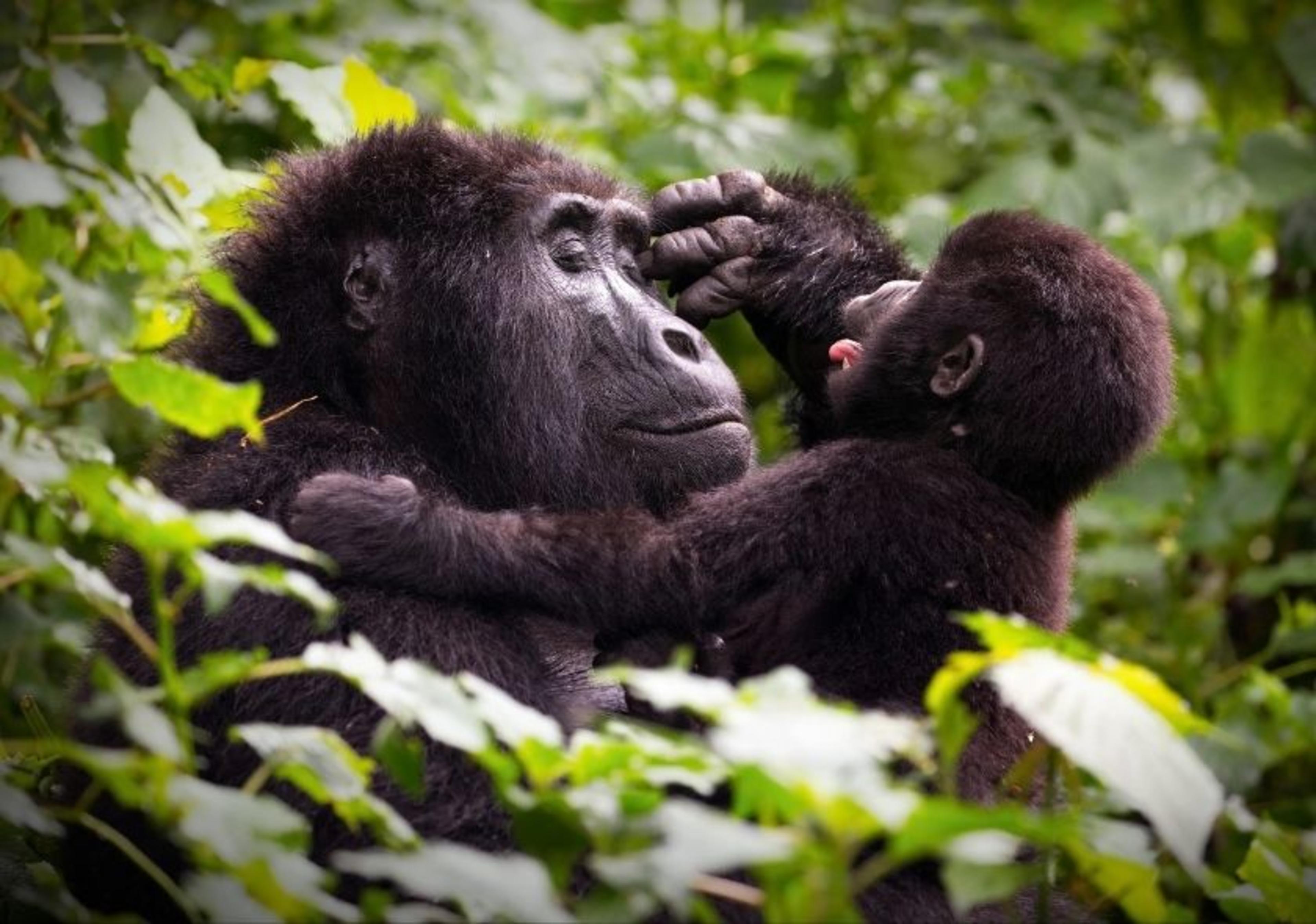 Mountain gorilla in Bwindi Impenetrable Forest