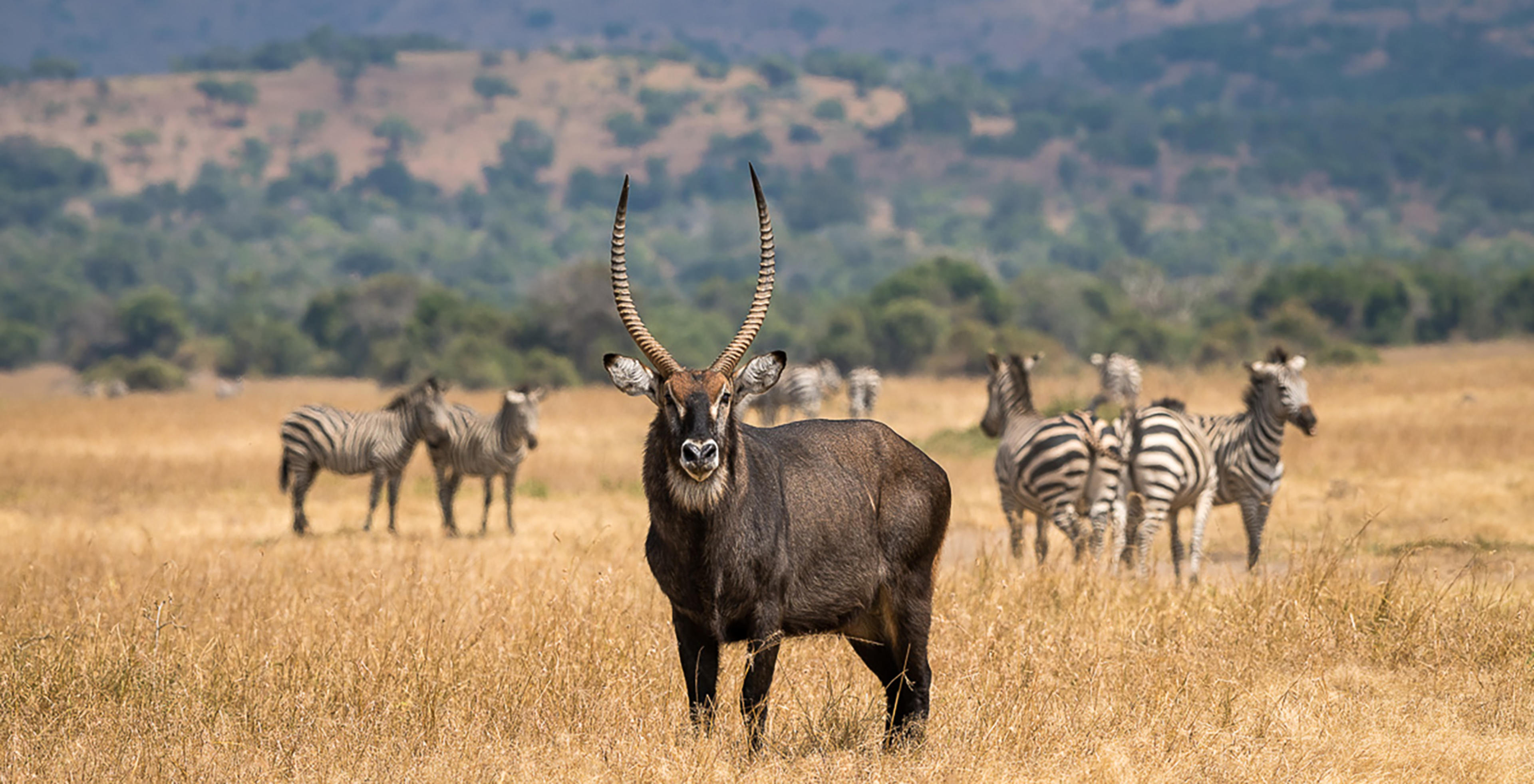 Akagera National Park Wildlife