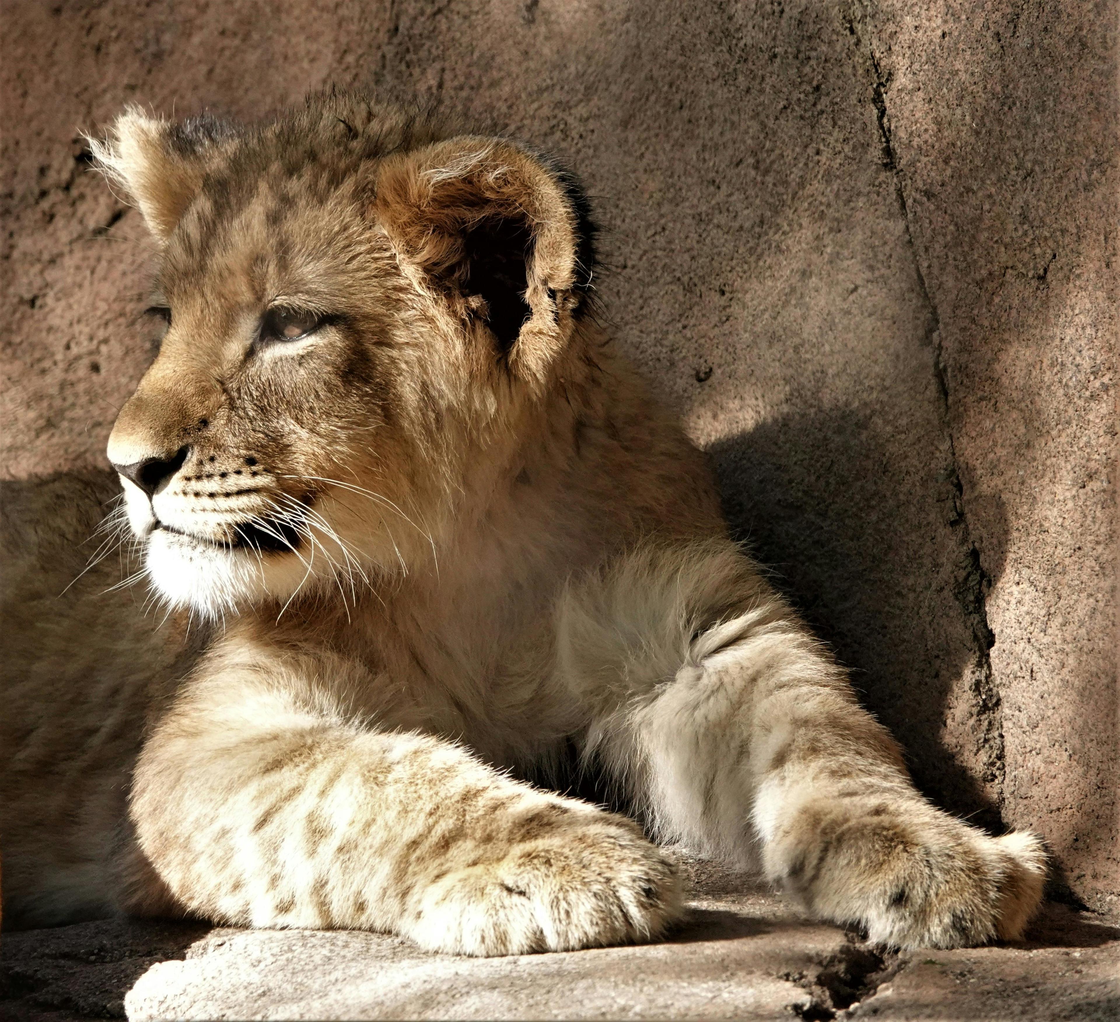 lion in nyerere