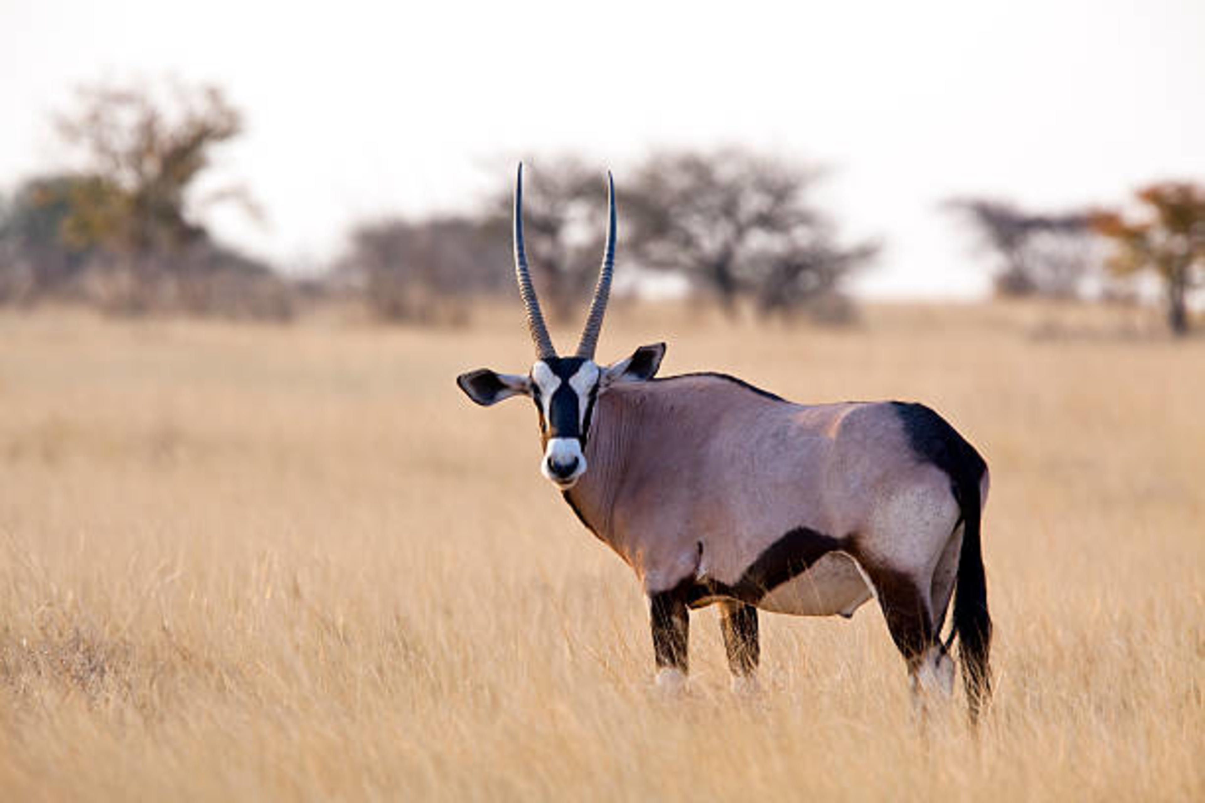 oryx in nyerere