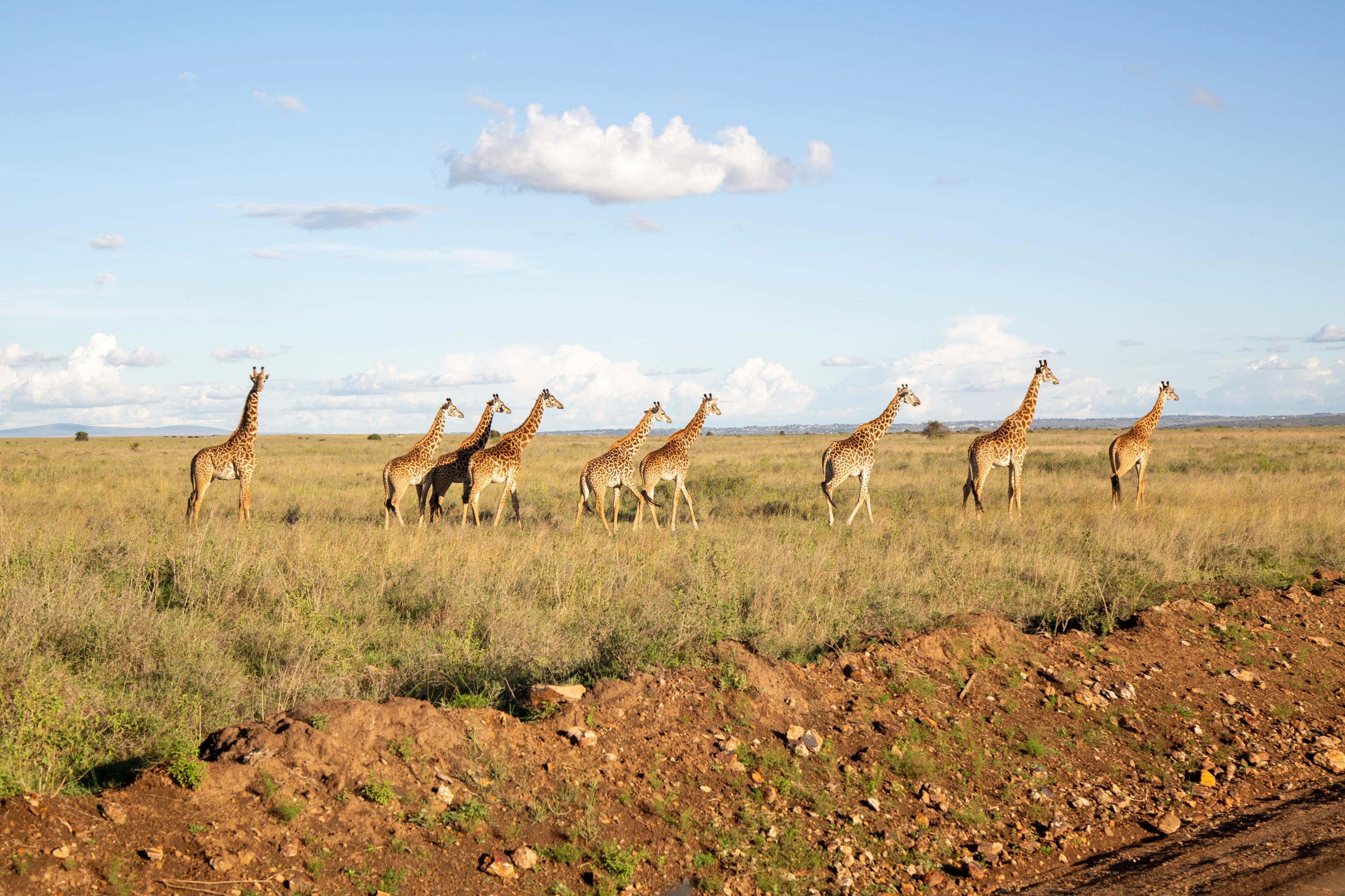 giraffe in arusha