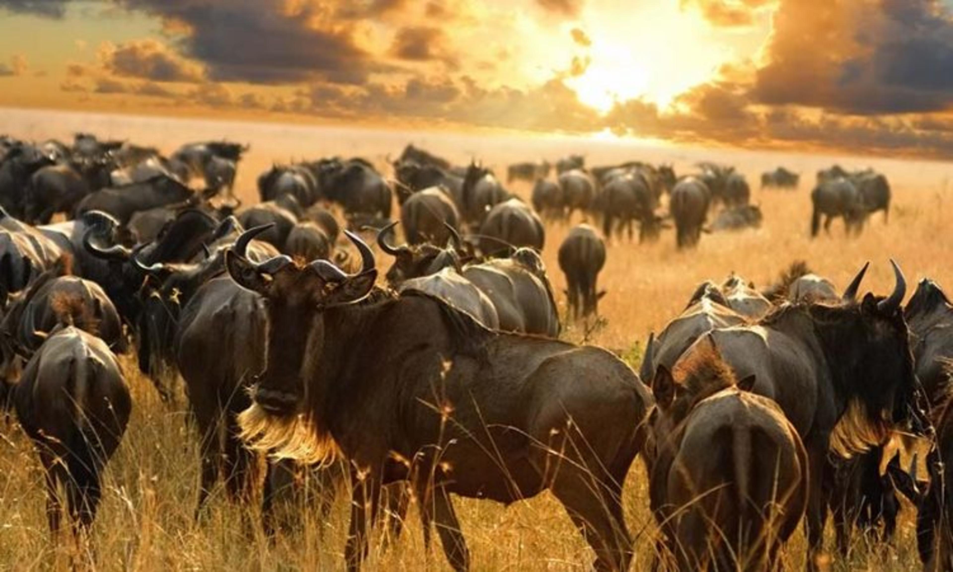 Serengeti National Park