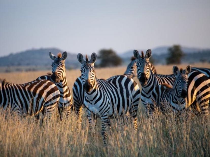 Planning a Trip to Tanzania